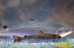 [ũ�����]�׵�����ֳ��ֳ������Ƶ