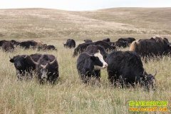 [�����е�]��Ӣ�����Ըߺ��ش��ĲƸ�����