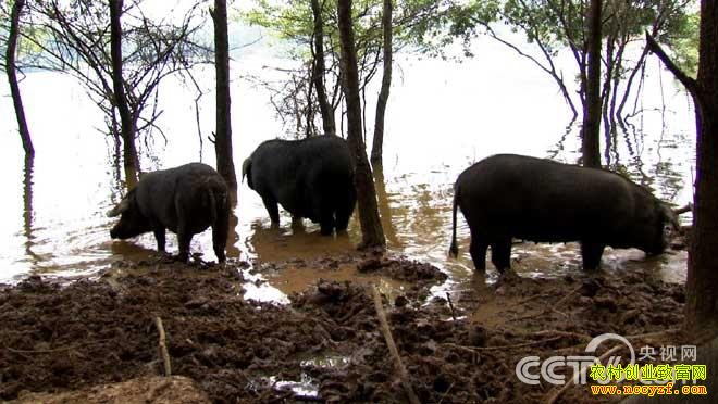 ���ճ�������������������ĲƸ�