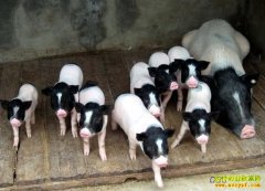 [�����е�]����������������������¸�