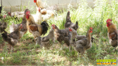 [ÿ��ũ��]��ɽ�����ë�����۲���