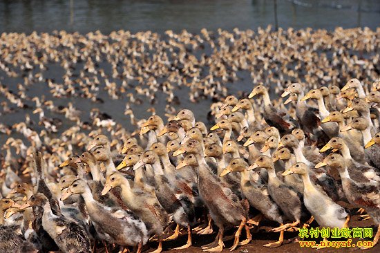 [�����е�]֣���俺���Ѽ�¸���Ƶ