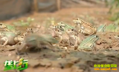 ��ֳ�¸���Ŀ��С�������� �¸�������