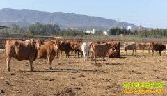 [ũ�����]����ţ����ֳ������Ƶ