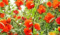 [ũ�����]ĵ����ʯ����ֲ������Ƶ