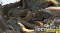 [�¸���]���Ӹı䰲�պϷʺο��������Ƹ�