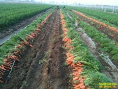 [ũ�����]���ܲ���ϸ���������������Ƶ