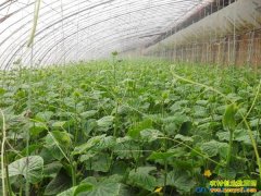 �¸��ð������ڵ�������߲�