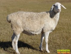 [ũ�����]���ױ�������ֳ����