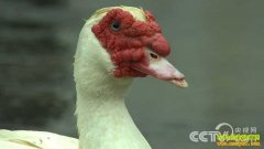 [�¸���]���հ������ǿ������ʼ�ķ�Ѽ�Ƹ�