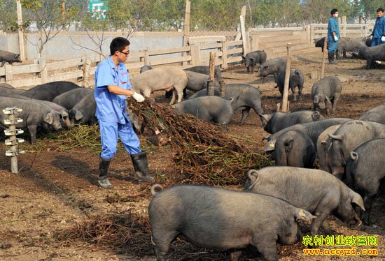 ������ͼƬ