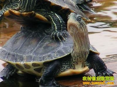 ¢���з�Ұ����ֳ�ڹ�ͼƬ