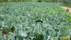 [ũ�����]��¶�ػ�Ҭ����ֲ������Ƶ