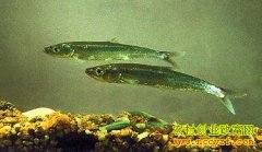 [ÿ��ũ��]���ɺ������Կ��ܵĿ�����