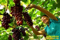 ��ֲ�¸���Ŀ����ֲС���� Ч��ȴ�ܸ�