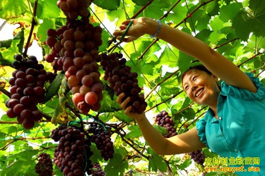 ¢����С������ֲͼƬ