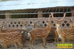 [�����е�]����֣����������֮���׵�¹�Ƹ�