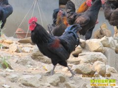 [ÿ��ũ��]̩ɽ��ٲ�