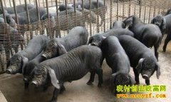 [ÿ��ũ��]�������İ�ü������ģ��