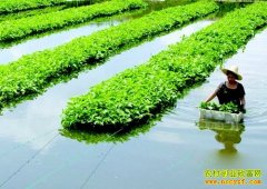 [ũ�����]����������ֲ���Ĳ˼�����Ƶ