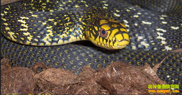 ¢����������Ŀ