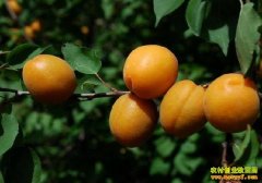 [ÿ��ũ��]��ֲ������ʳ���Ӻ�׬Ǯ