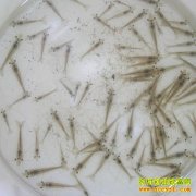 [ũ�����]�й���Ϻ�ƺ�3����ֳ������Ƶ