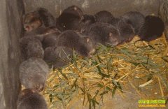 ��ֳ�¸���Ŀ����ֳ˶������ ���������Ƹ�