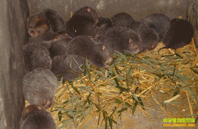 ¢����������ֳ��Ŀ