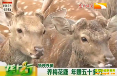 ��ֳ�¸���Ŀ����ֳ÷��¹ ��׬��ʮ����