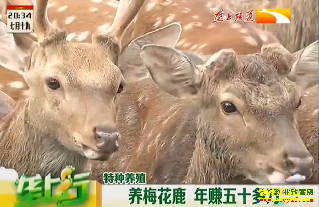 ¢����÷��¹��ֳ��Ŀ