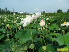 ��ֲ�¸���Ŀ���ڵ������� ����һ����