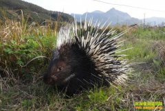 ��ֳ�¸���Ŀ��ת�������� ��׬�ϰ���