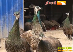 ��ֳ�¸���Ŀ������Ů������ȸ��׬20��