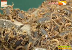 ��ֳ�¸���Ŀ������ЫΪ�� ������Ƹ�