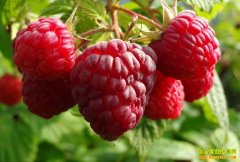 [ÿ��ũ��]���Ϸ��������ݮ����