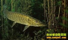 [ÿ��ũ��]���͵İװ߹�������Ƹ�