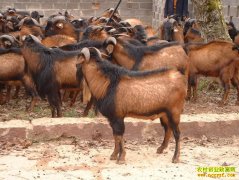 [ÿ��ũ��]�����������Ļ�ɽ��������