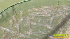 ��ֳ�¸���Ŀ����ˮ����Ϻ Ч�涥����