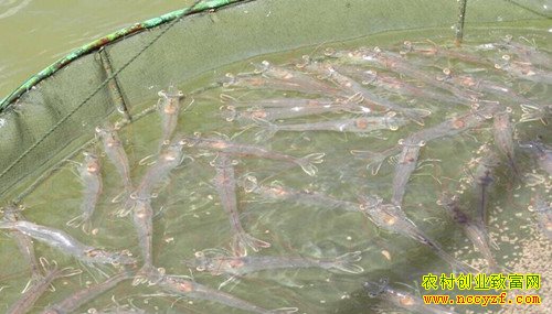 ¢������Ϻ�¸���Ŀ