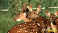 [�¸���]�ı����۷����˵�÷��¹