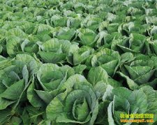 ��ֲ�¸���Ŀ����ֲС���˳������մ��ҵ