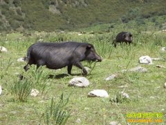 [ÿ��ũ��]��ֳ����ާ��ĺ�������׬Ǯ