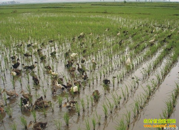 ¢���е�����Ѽ��Ŀ