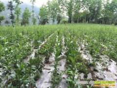 ��ֲ�¸���Ŀ��������ҩ�� �ֳ���Ч��