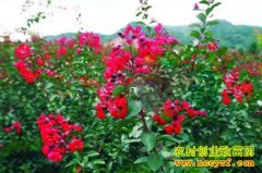 ��ľ��ֲ��Ŀ�������鴨��������ޱ��׬70��