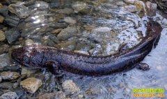 �¸��ð�����Ϊ�������� �Ϻ���ѧ����