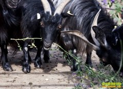 [ũ�����]�����������ɽ����ֳ����