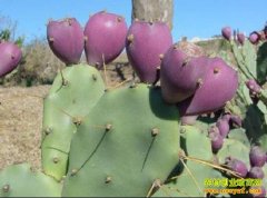 [ÿ��ũ��]�Ĵ��������̵��������۸�