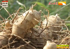 ��ֲ�¸���Ŀ��������ҩ�� ��ũ����